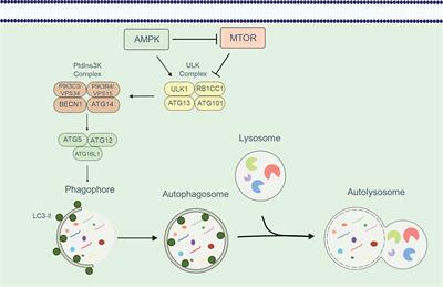 Crosstalk between autophagy and metabolic regulation of (CAR) T cells: therapeutic implications